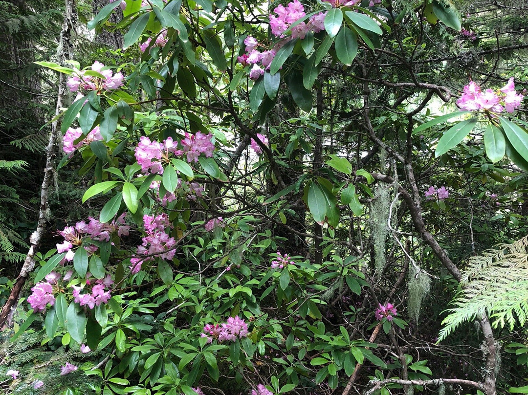 Ramona Falls Trail-Rhododendron必去景点