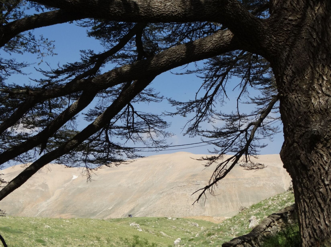 The Cedars of God-Bcharre必去景点