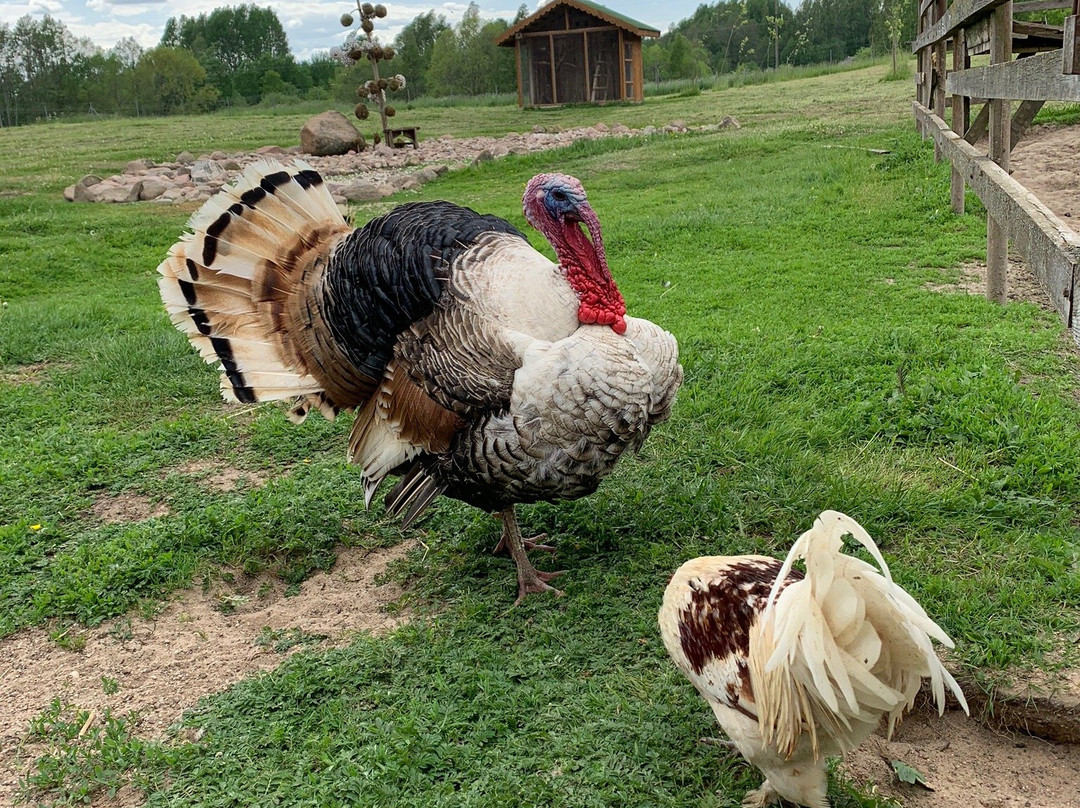 Bird Village-Ignalina必去景点