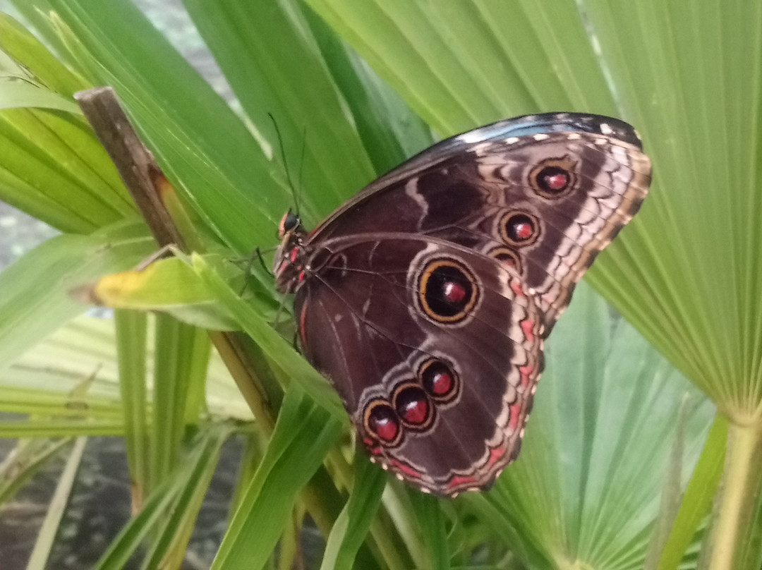Motylarnia Wladyslawowo景点图片