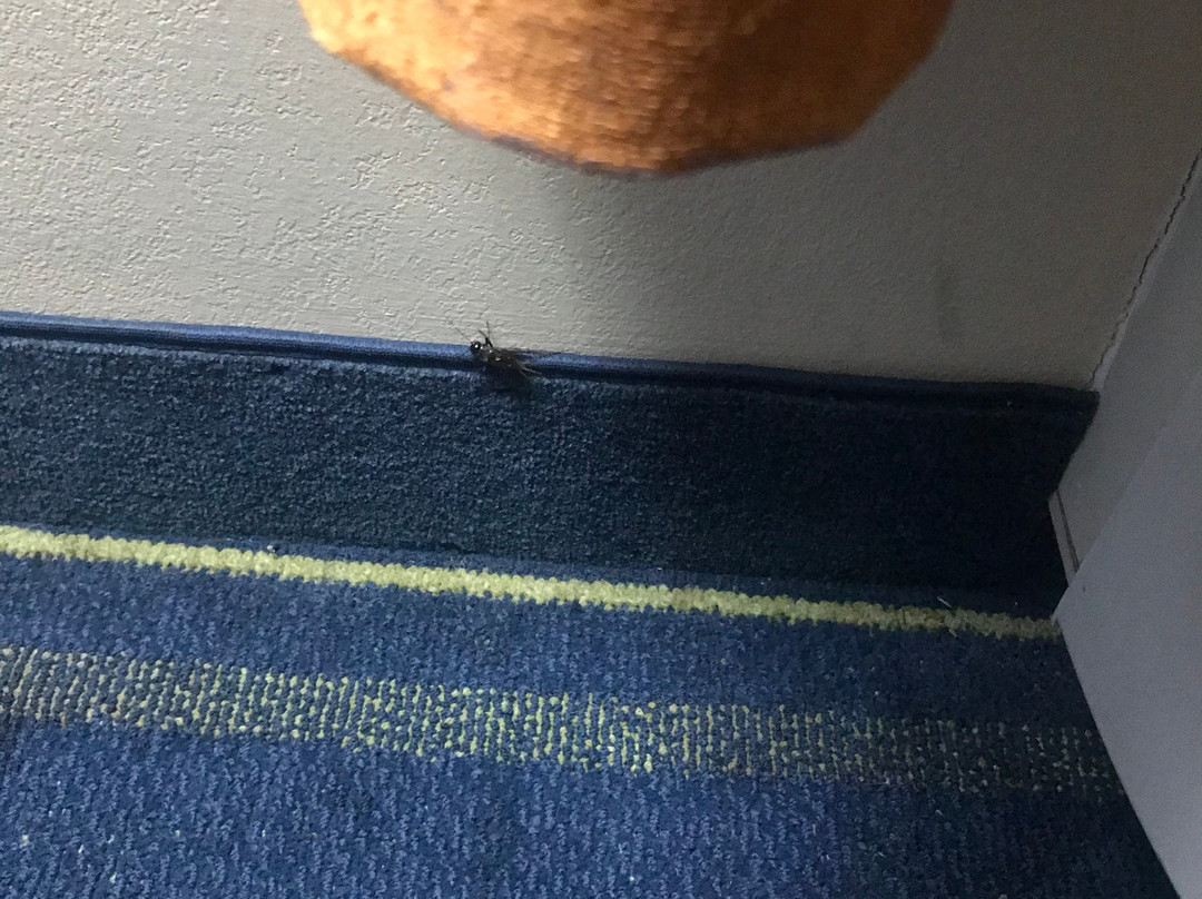 Days Inn by Wyndham Chipley主图