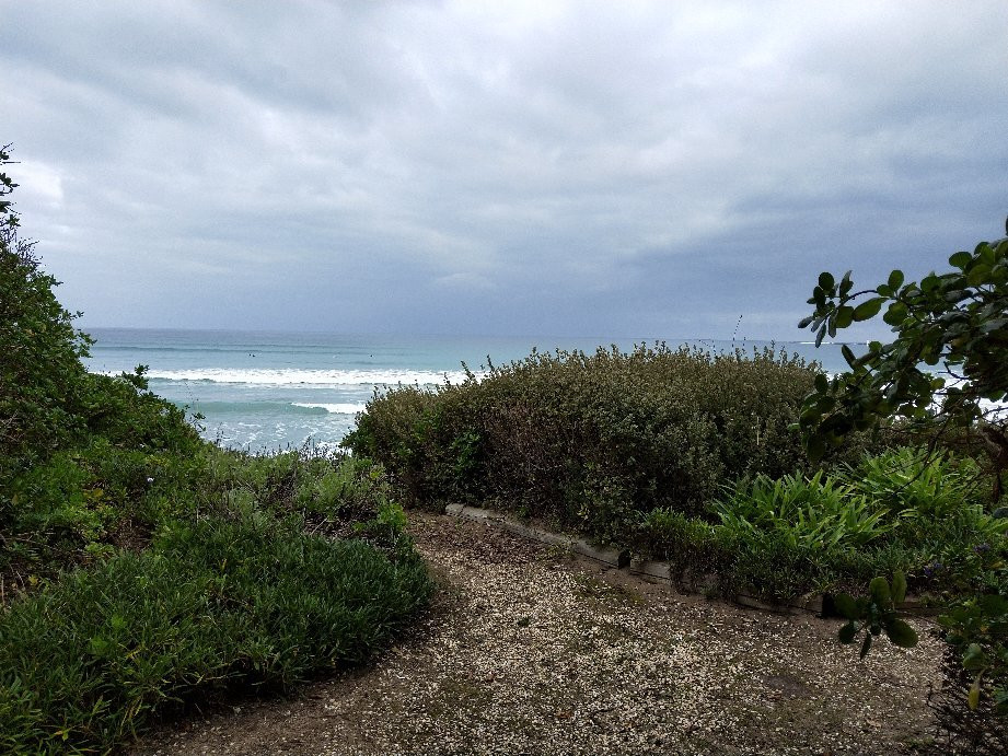 Daisies by the Sea主图