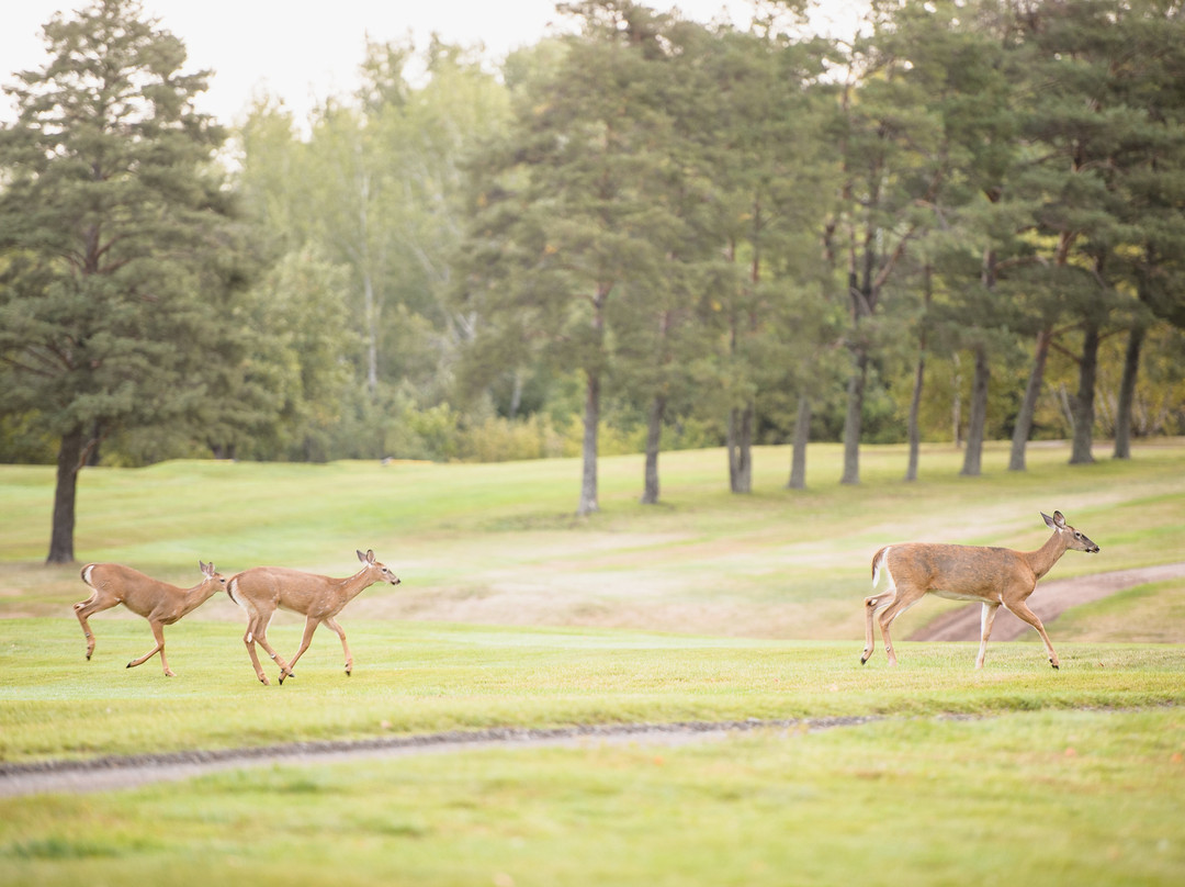 Moncton Golf Club景点图片