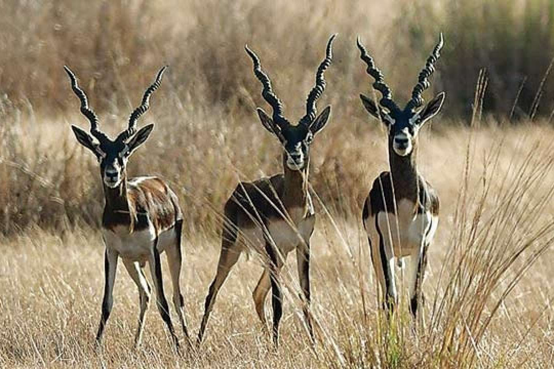 Jayamangali Blackbuck Reserve景点图片