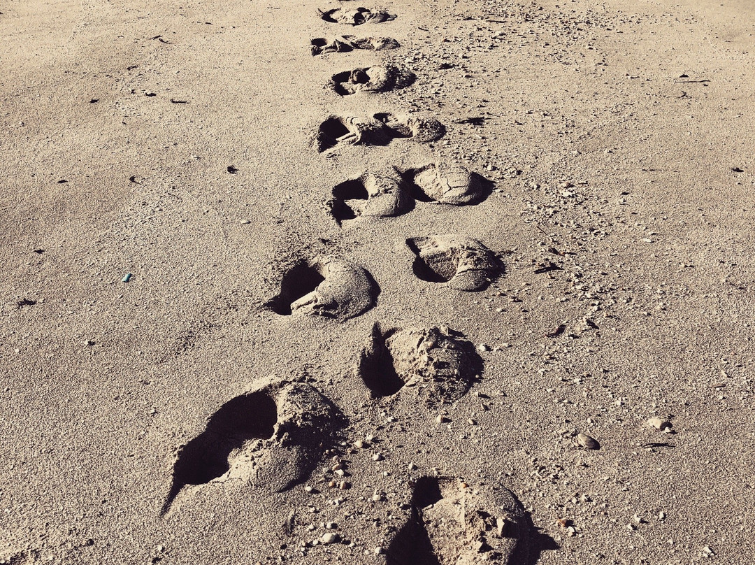 无花果树床和早餐酒店主图