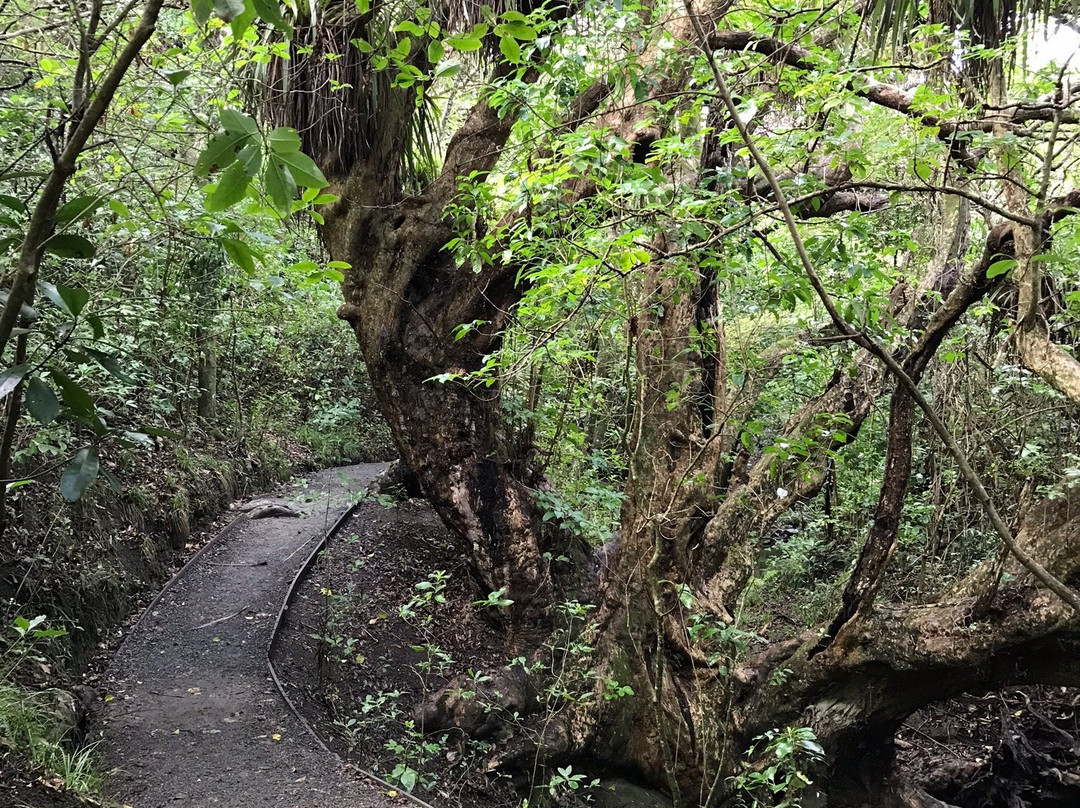 Shakespear Regional Park-旺阿帕劳阿必去景点