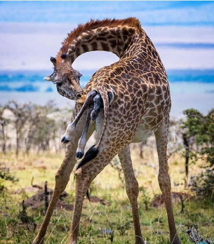 Kidepo Valley National Park旅游攻略图片