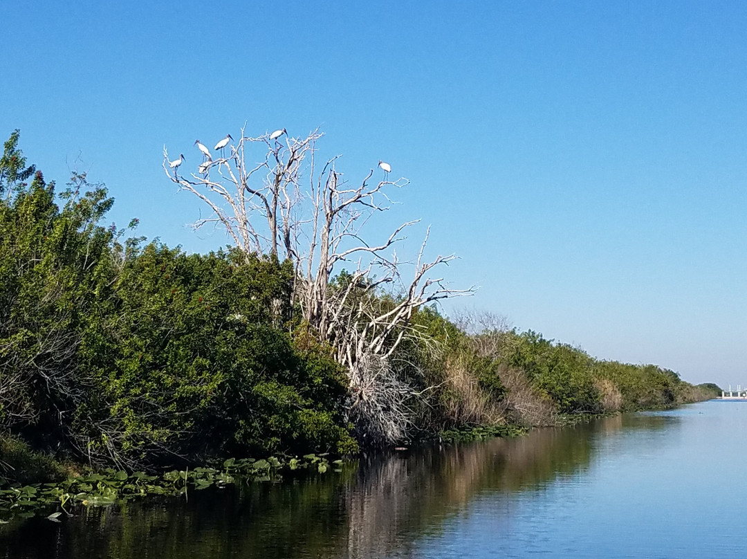 Everglades Swamp Tours-Everglades Wildlife Management Area必去景点