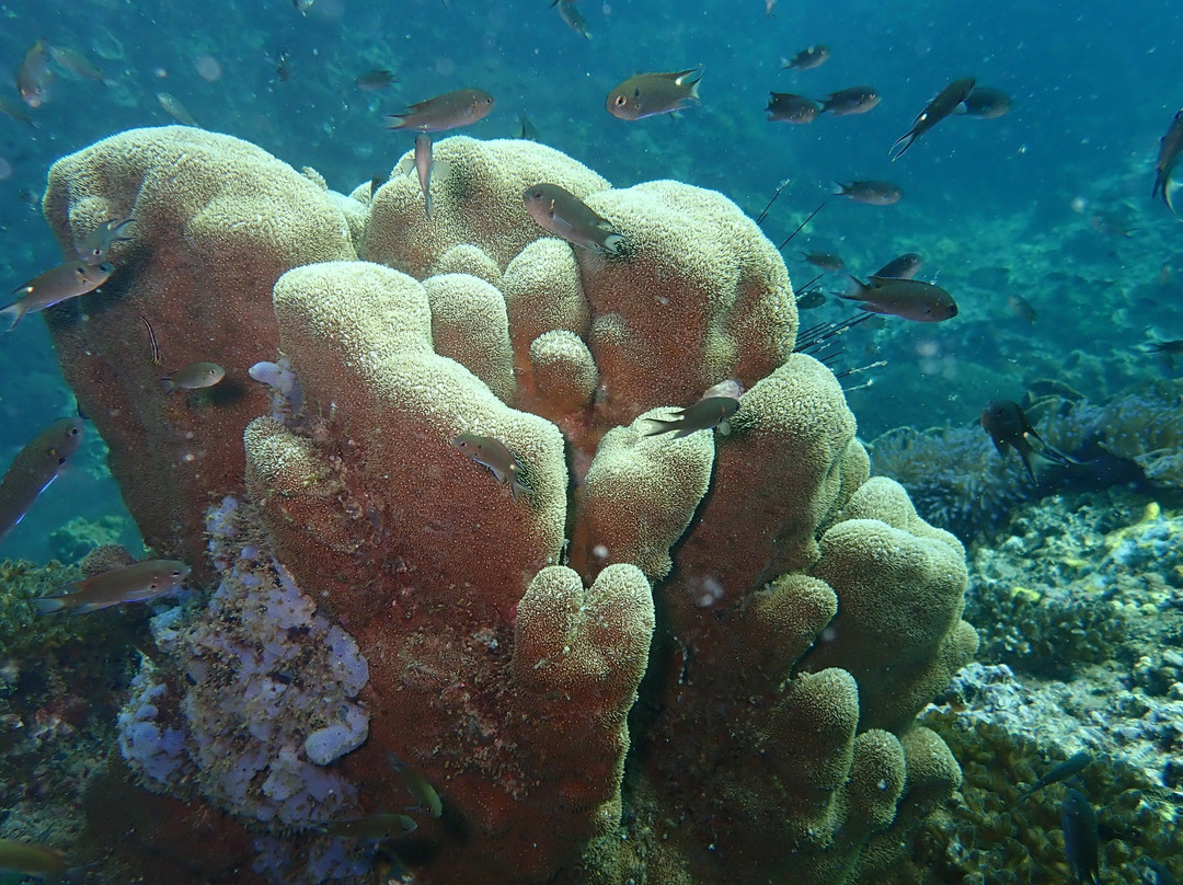 Sensui Dive Resort-春蓬必去景点