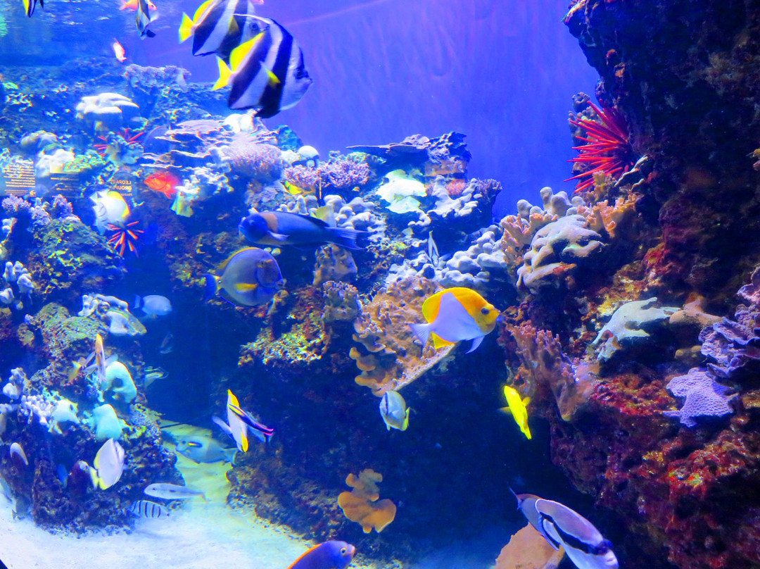 Diamond Head Luau-火奴鲁鲁必去景点