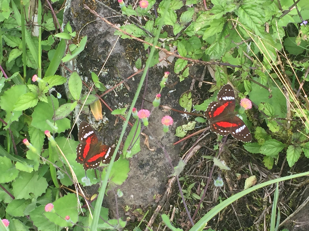 Mindo Nambillo Cloud Forest Reserve-明多必去景点