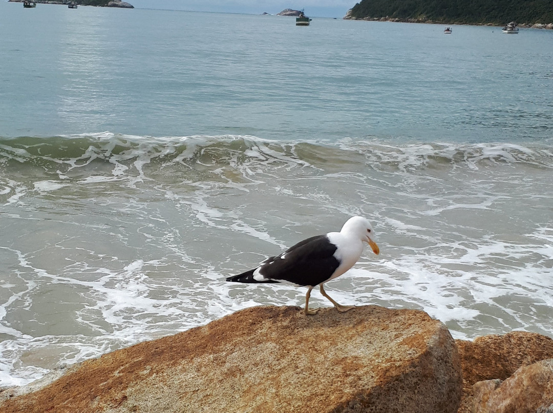 Praia Dos Ingleses-弗洛里亚诺波利斯必去景点