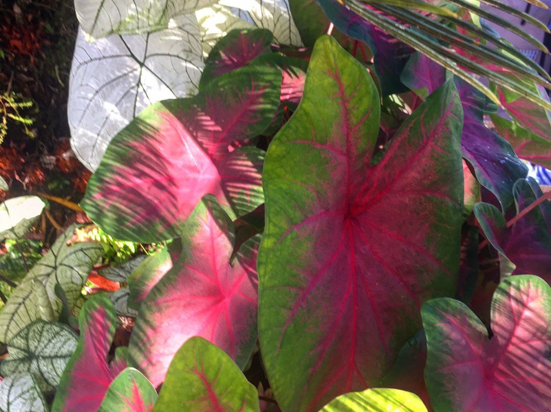 Alma De Ojochal主图