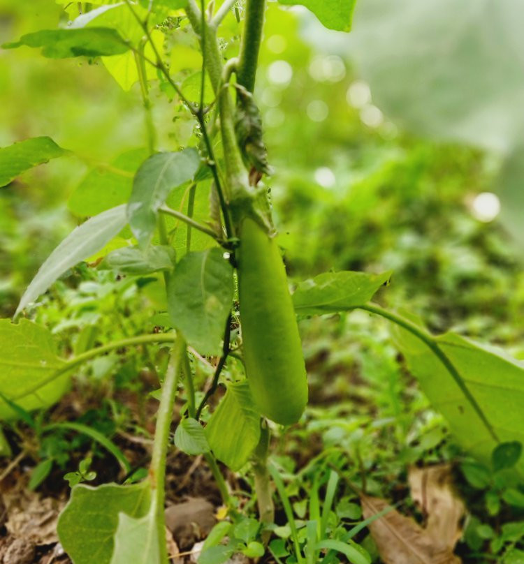 A Home For Nature Lovers主图