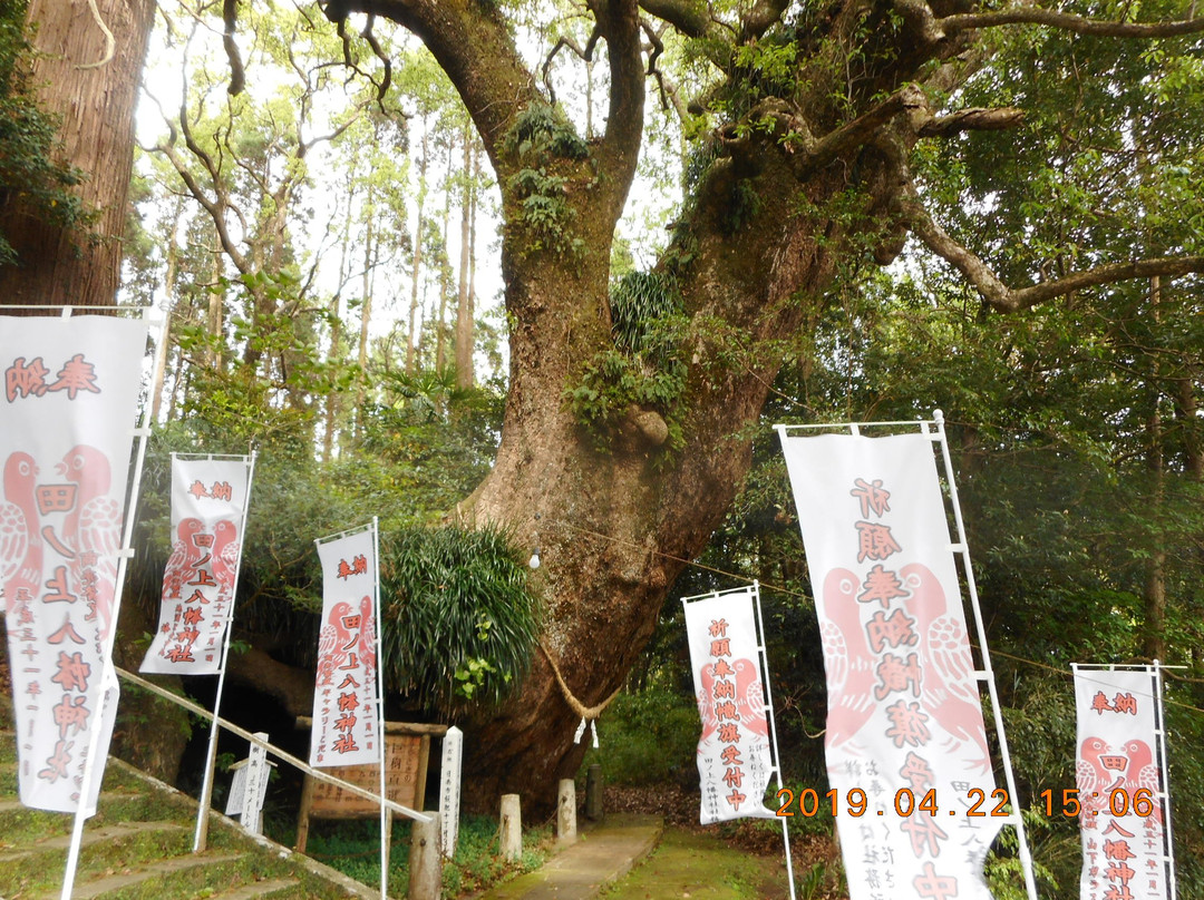 Tanoue Hachiman Shrine-日南市必去景点