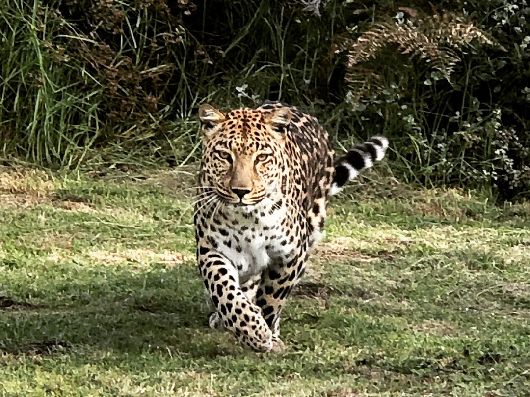 Tenikwa Wildlife Awareness Centre-The Crags必去景点