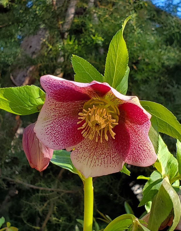 Japanese Garden-Mayne Island必去景点