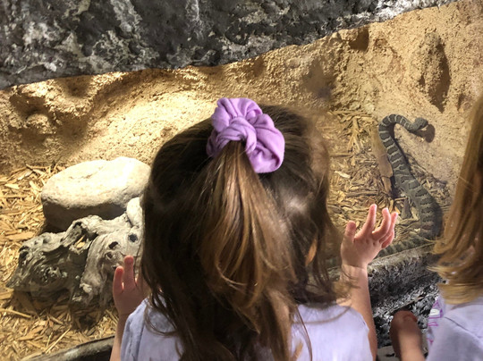 Rattlers & Reptiles-Fort Davis必去景点