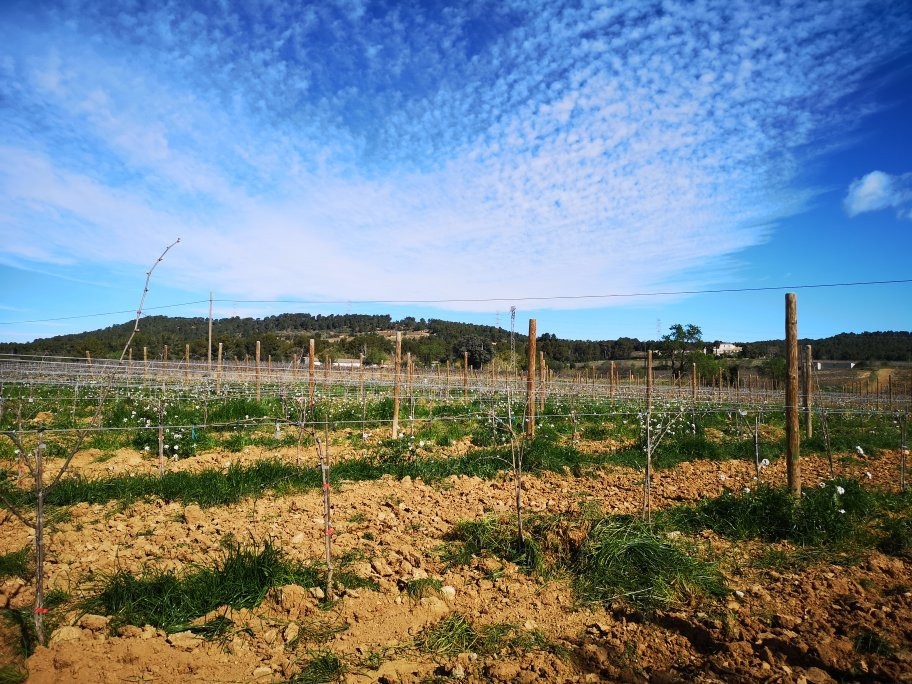 Parató Winery景点图片