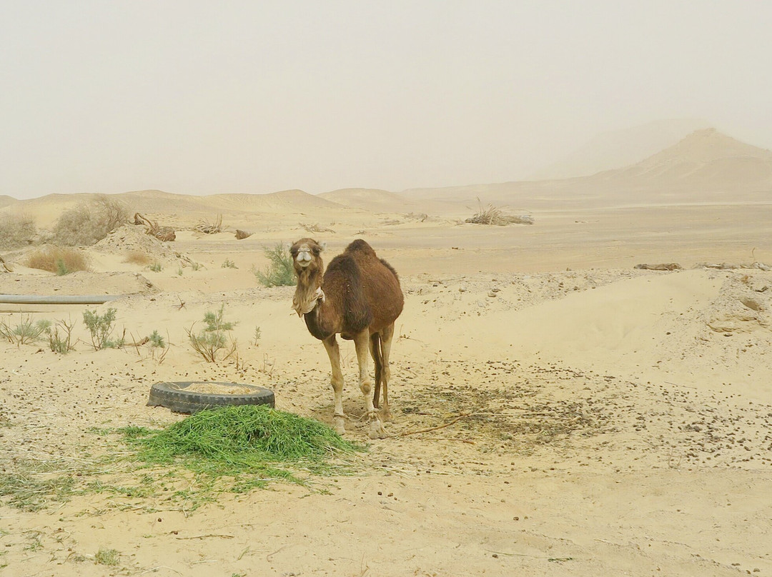 Old Bawiti White desert景点图片