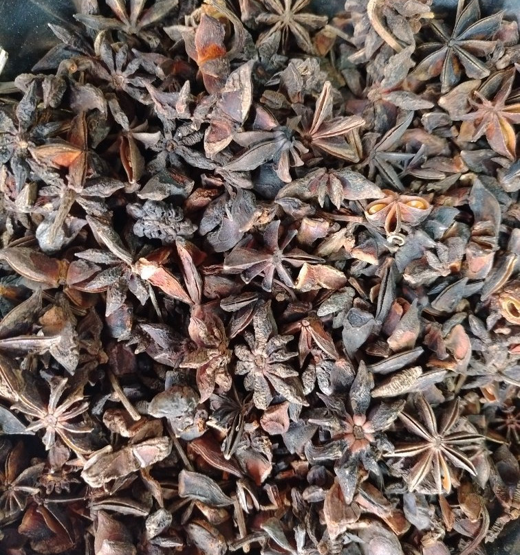 Singing Fish Tuk-科伦坡必去景点