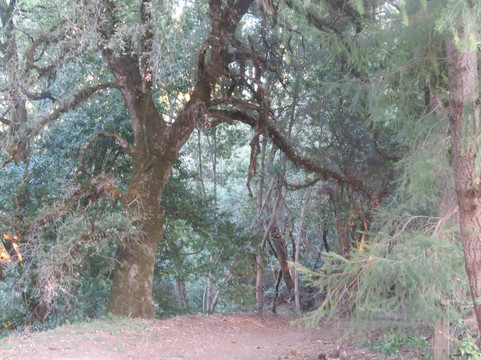Stevens Creek County Park-库柏蒂诺必去景点