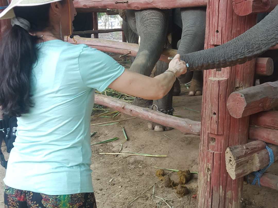 Winga Baw Elephant Camp-勃固必去景点