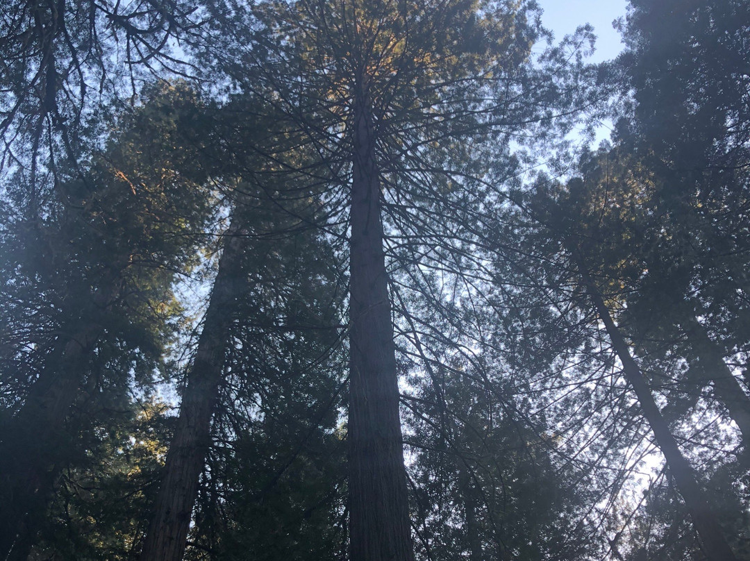 红杉树国家公园景点图片