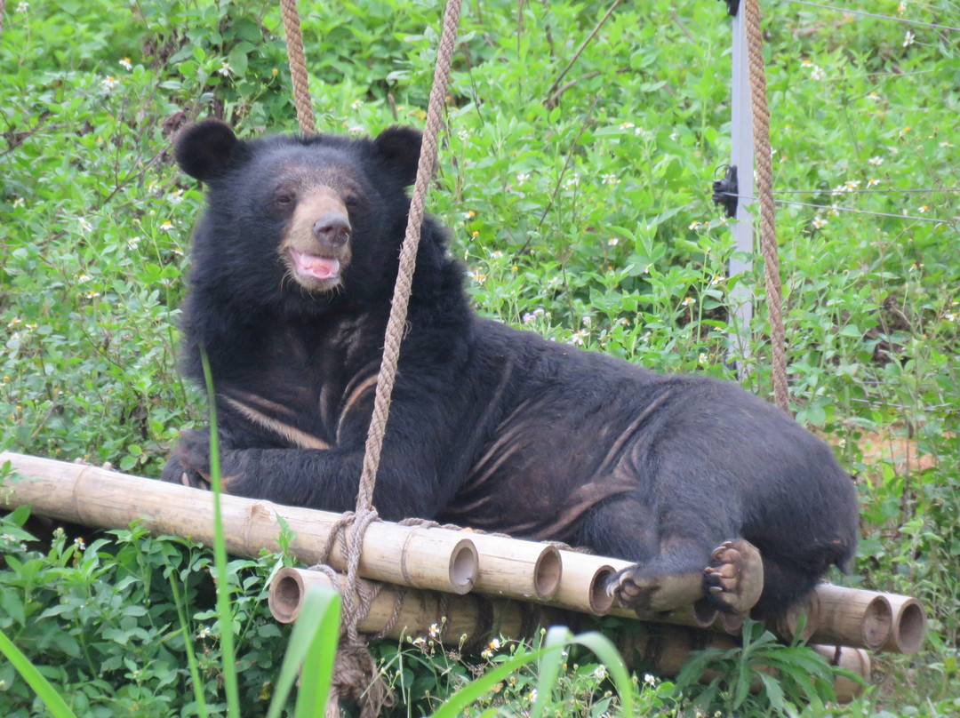Bear Sanctuary Ninh Binh景点图片
