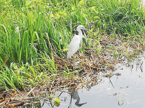 Panama Boat Tours-巴拿马城必去景点