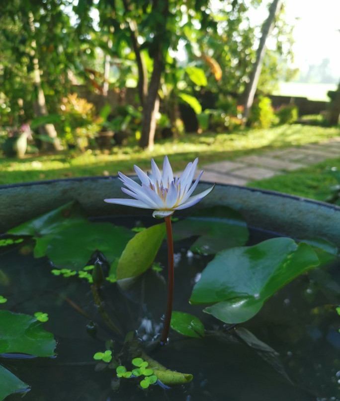 Sunshine Tourist Rest主图