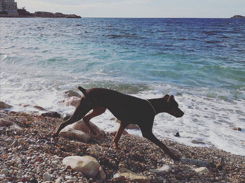 Dog Beach-邦多勒必去景点