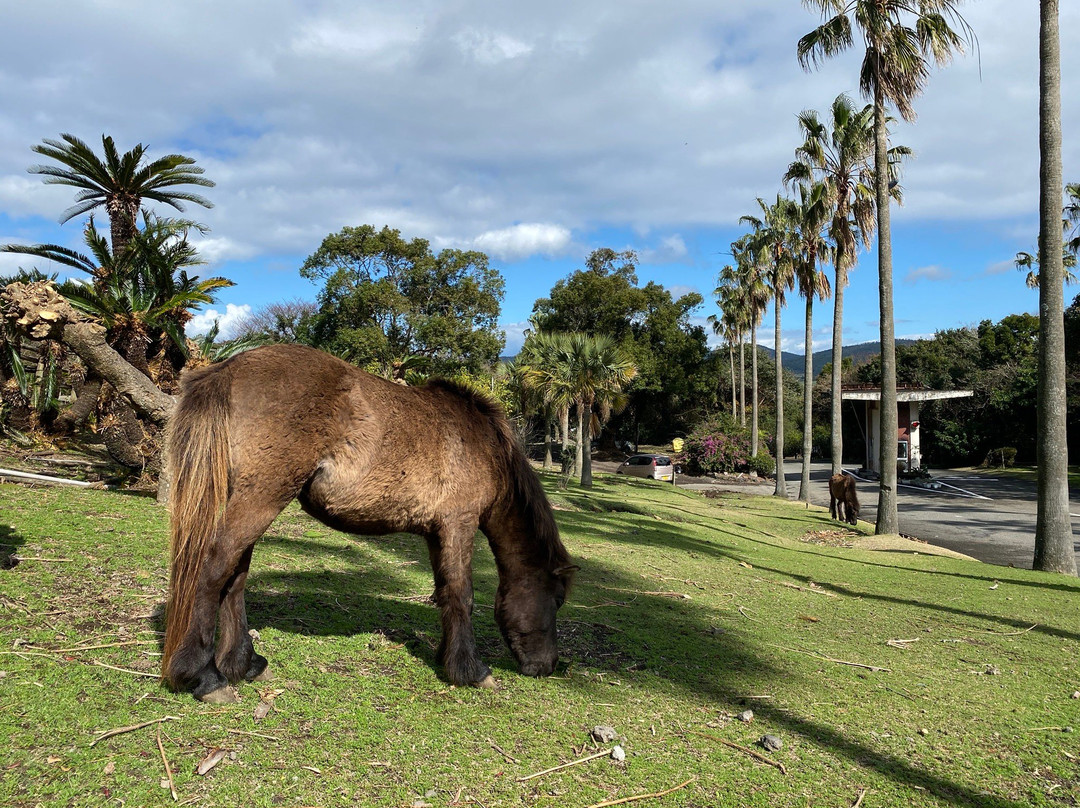 Kaimon Sanroku Nature Park-指宿市必去景点