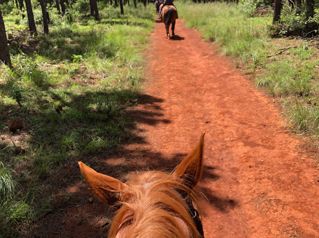 Kaapsehoop Horse Trails Day Trips-Kaapsehoop必去景点