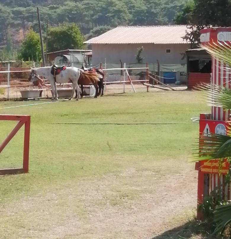 Pinar Horse Safari景点图片