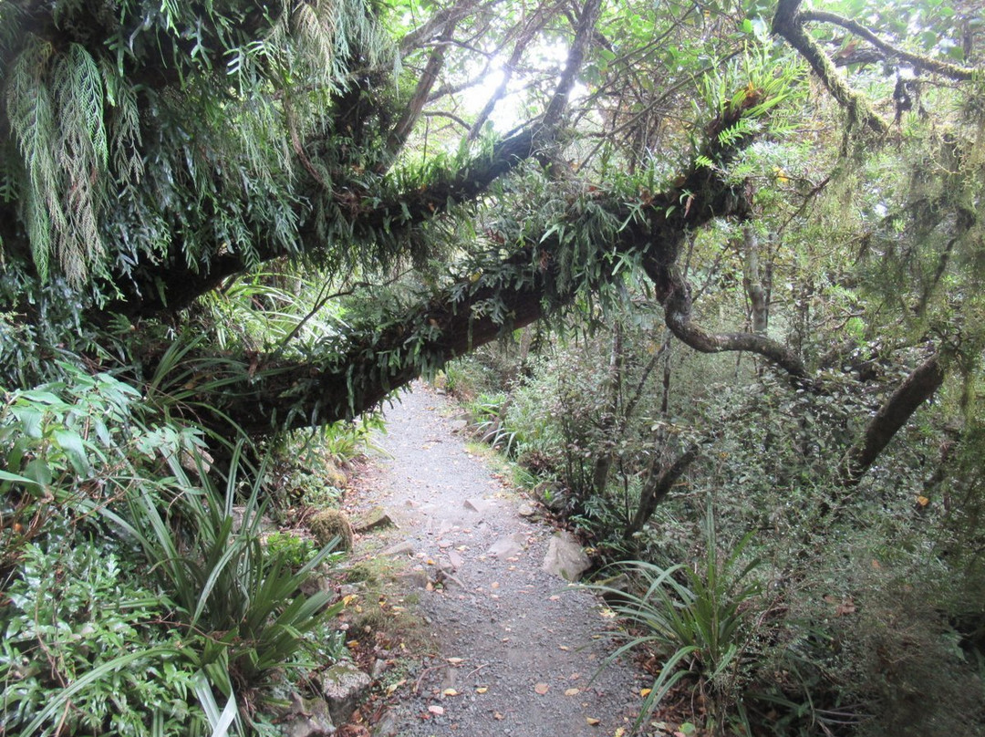 Organ Pipes Track-但尼丁必去景点