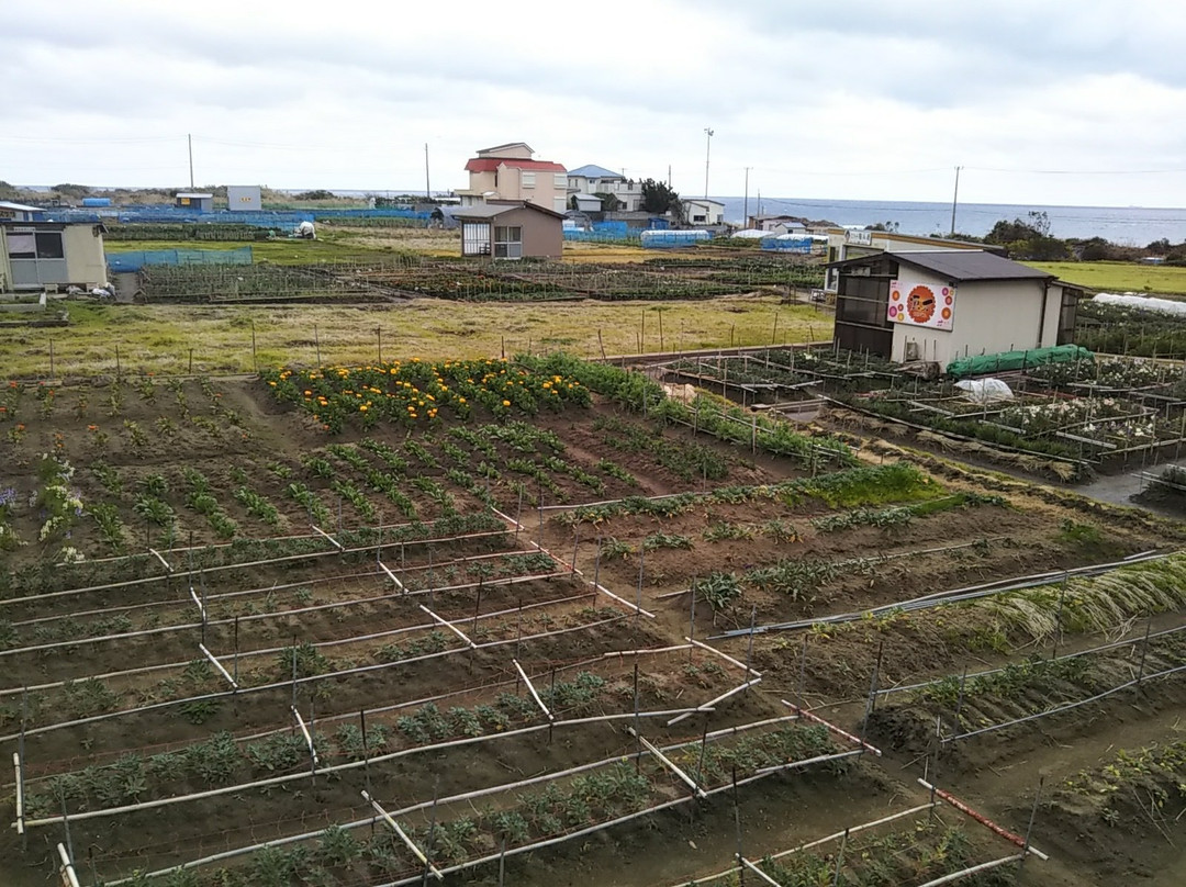 Shiramazu Flower Garden-南房总市必去景点