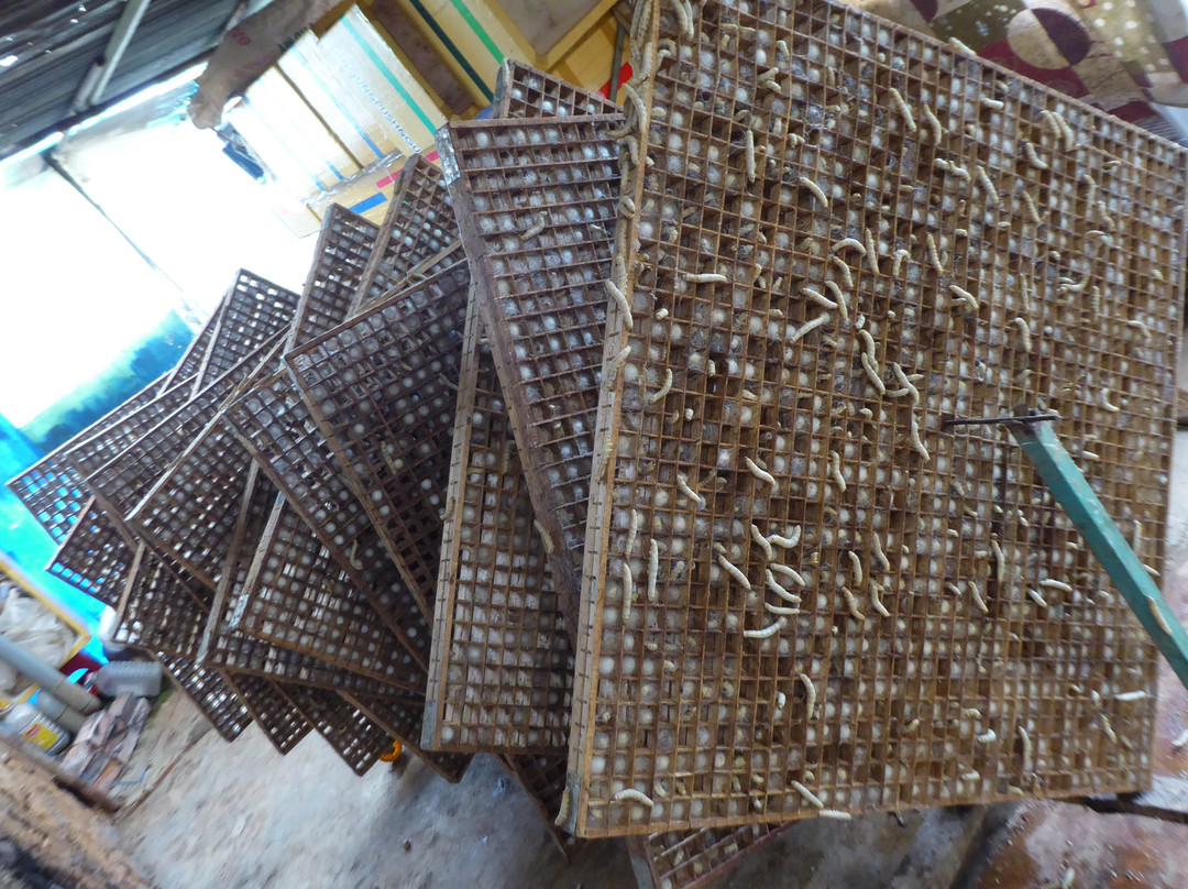 Thien An Cricket Farm-Lam Dong必去景点