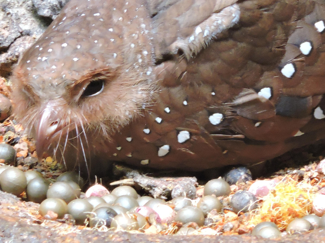 Cascada Sagrada-Pijao必去景点