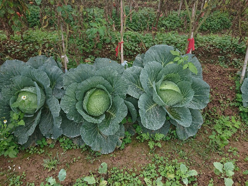 Green Farm Tour-河内必去景点