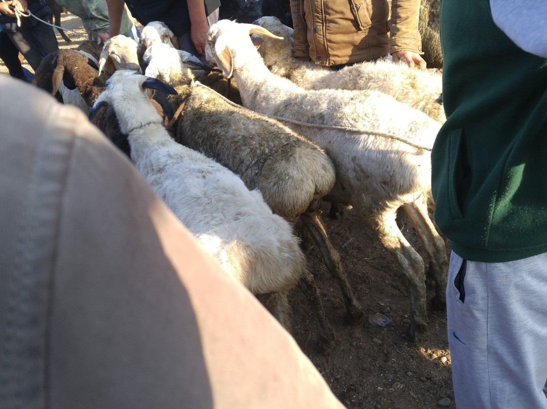 Karakol Cattle Market景点图片