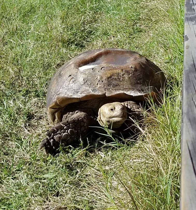 Elmira's Wildlife Sanctuary-Wimauma必去景点