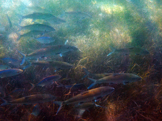 Centro Ecologico Akumal-艾库玛尔必去景点