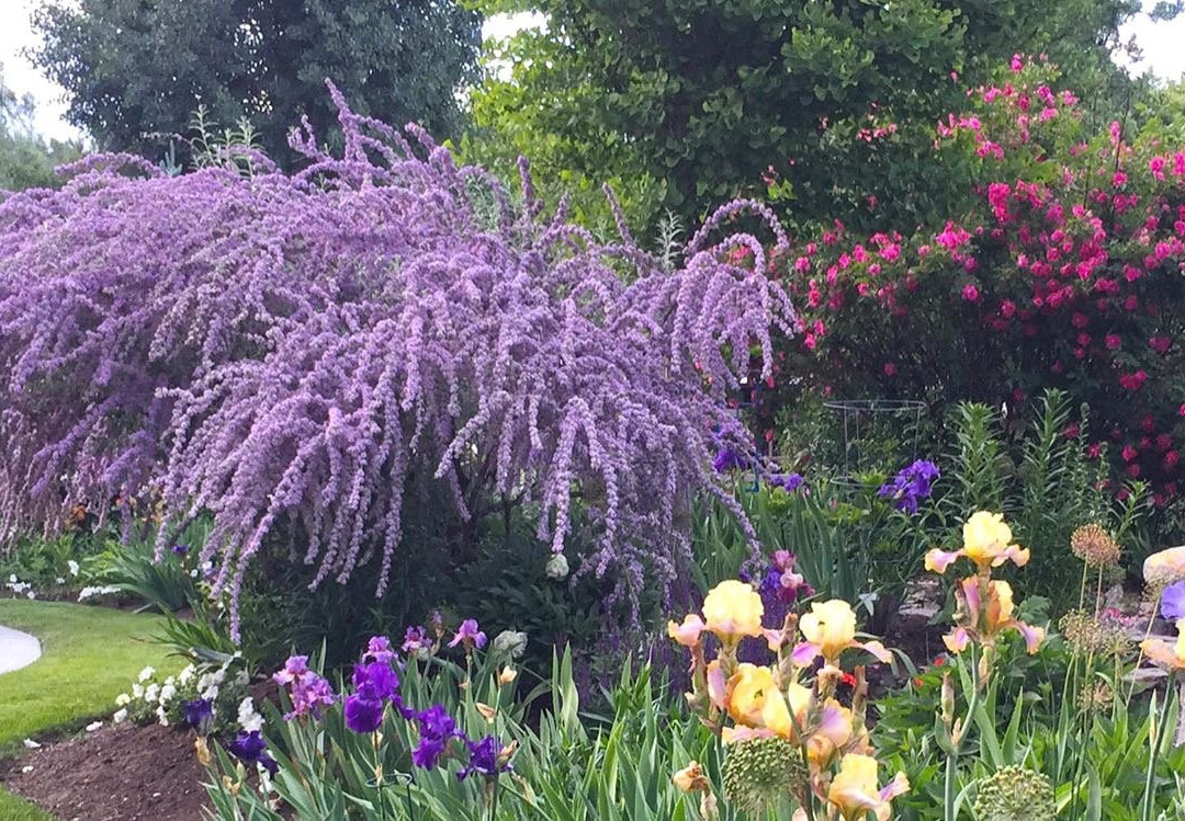 比灵斯旅游景点-DanWalt Gardens