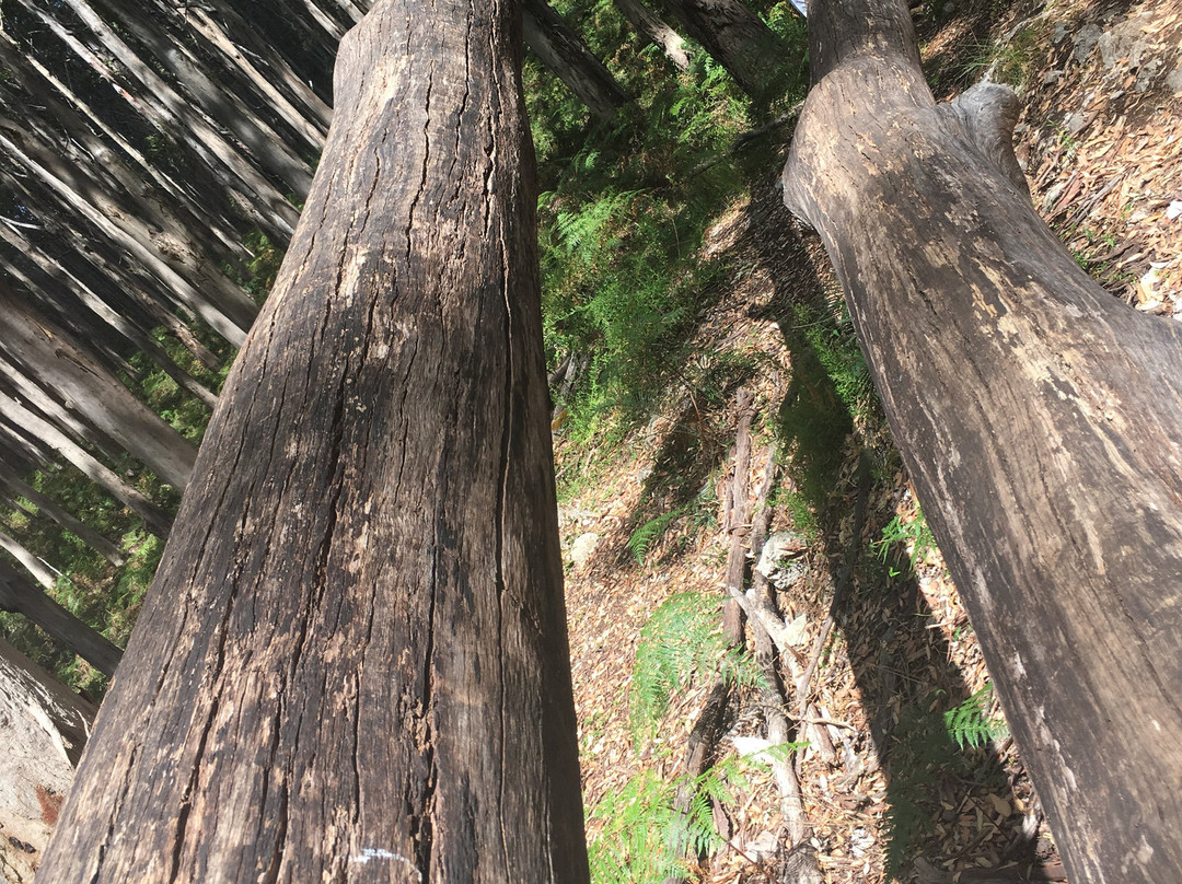 Boranup Karri Forest景点图片