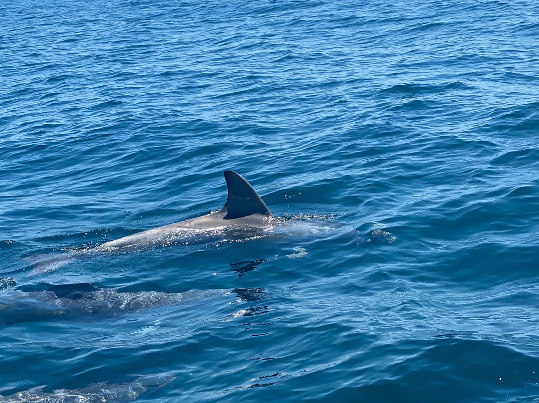 Kangaroo Island Ocean Safari景点图片