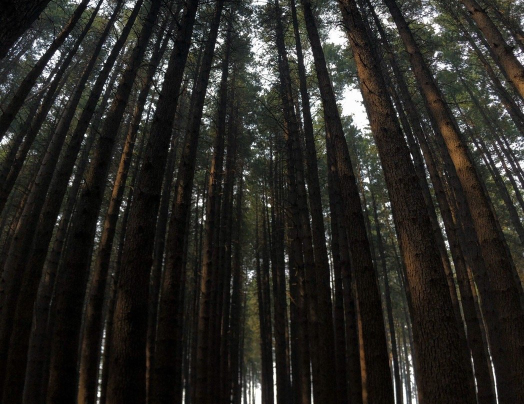 Sugar Pine Walk景点图片