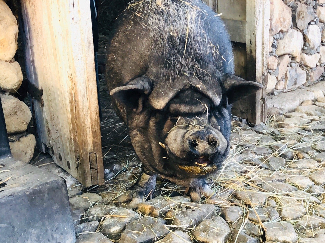 Rancho San Francisco-Chapala必去景点