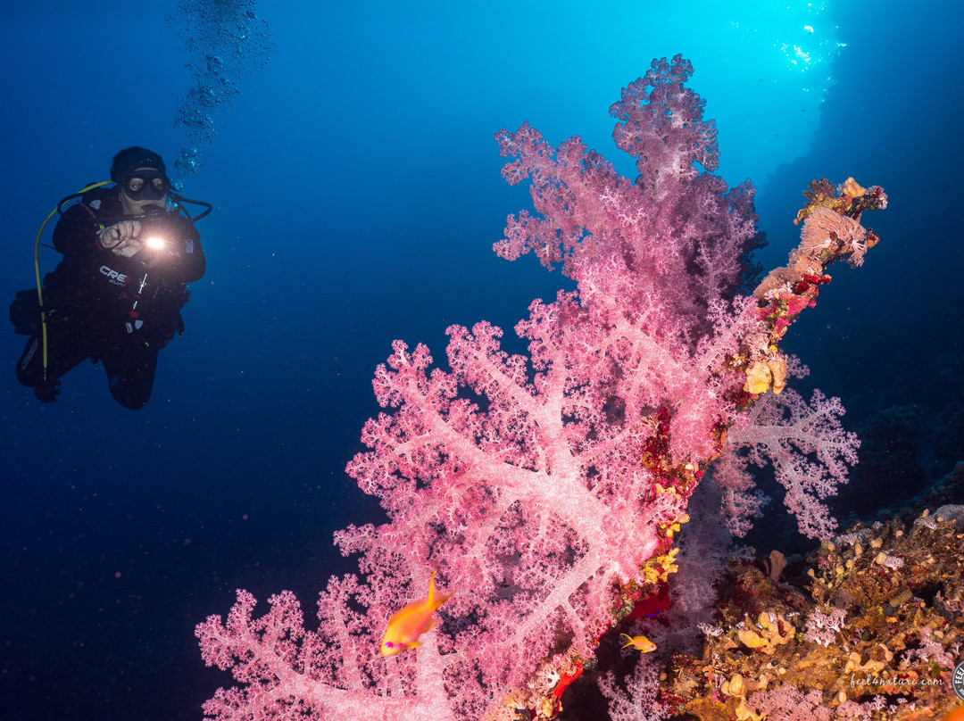 Diving El Flamenco-艾尔可西利亚必去景点