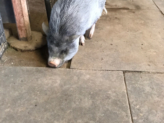 Alpacas of the Southwest-金曼必去景点